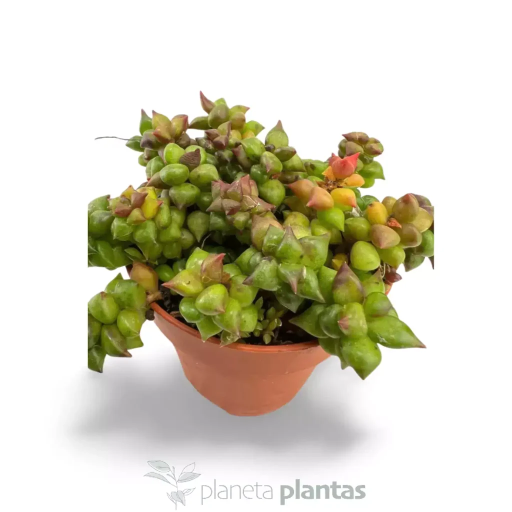 ANACAMPSEROS RETUSA - Suculentas y Cactus directos del Productor