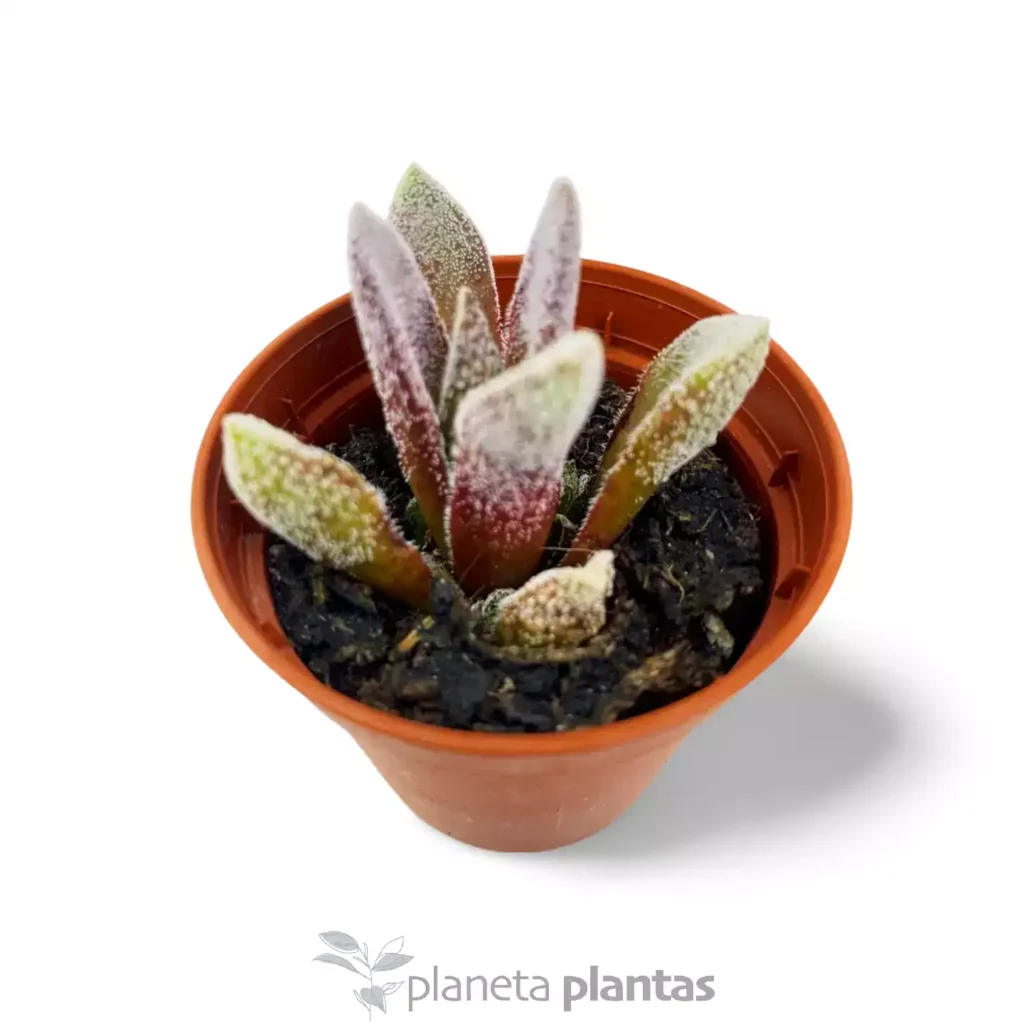 ANDROMICHUS - Suculentas y Cactus directos del Productor