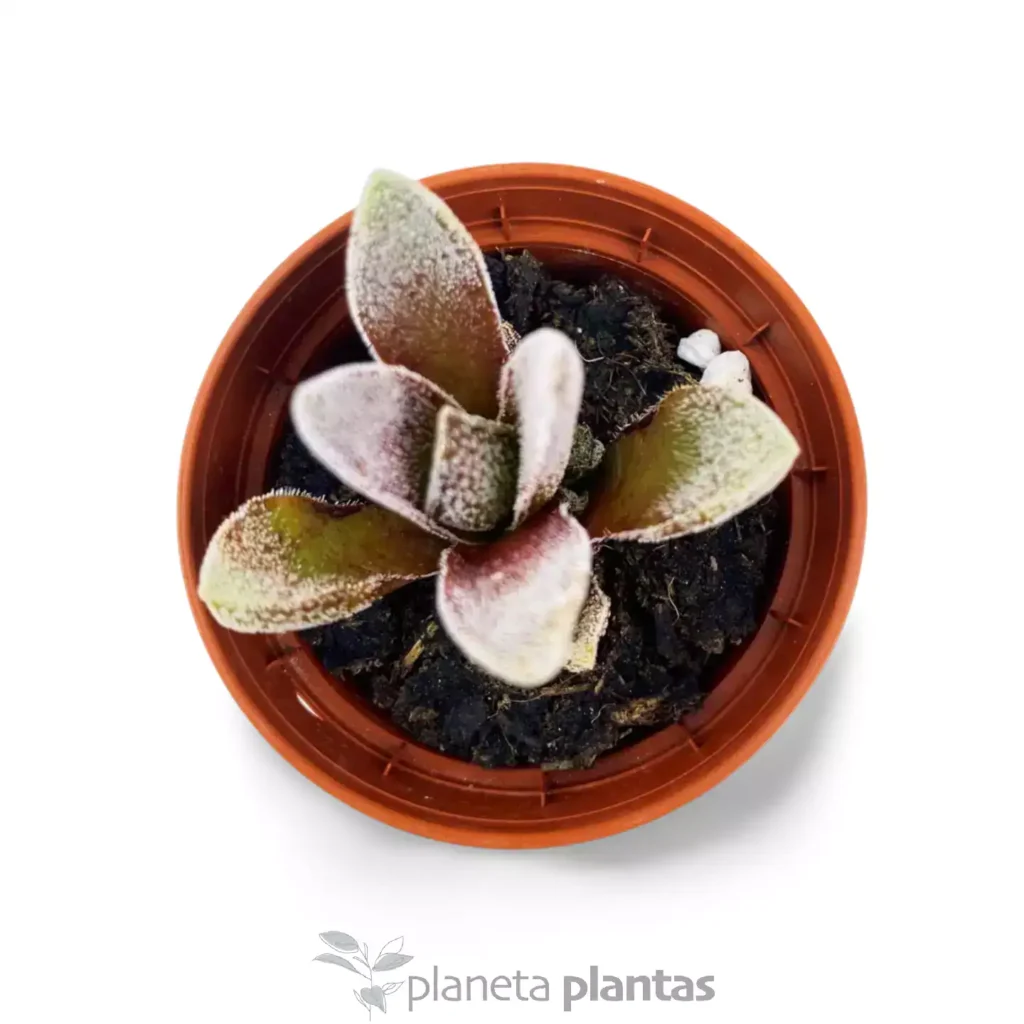 ANDROMICHUS 2 - Suculentas y Cactus directos del Productor