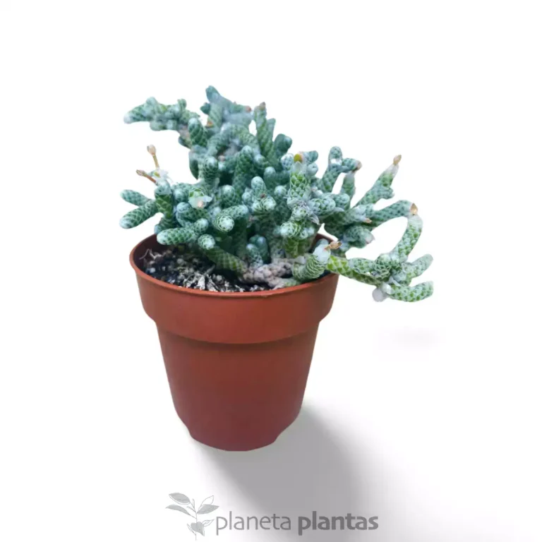 AVONIA ALBISSIMA - Suculentas y Cactus directos del Productor