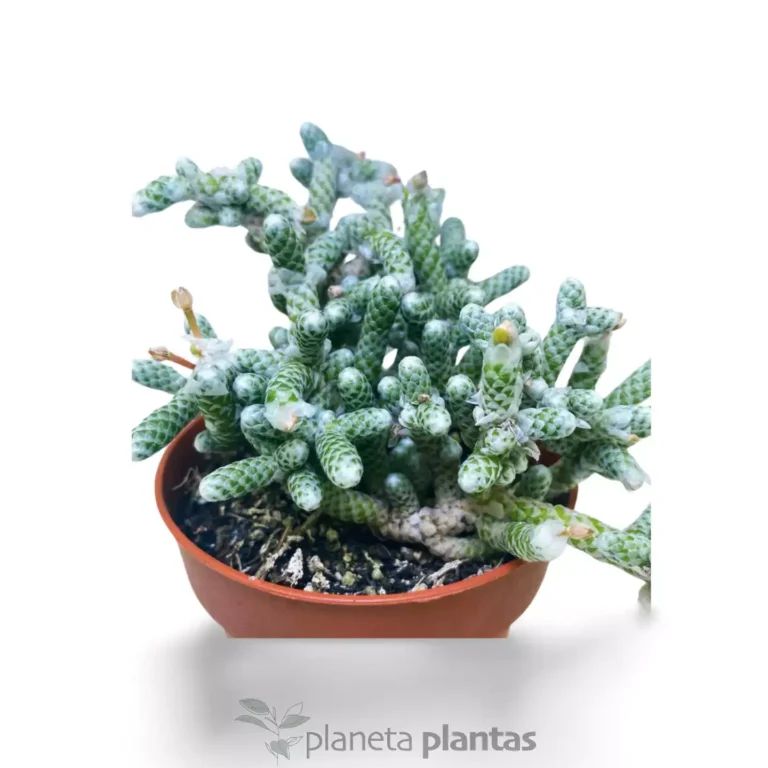 AVONIA ALBISSIMA 2 - Suculentas y Cactus directos del Productor