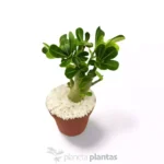 Adenium Obesum - Imagen 5