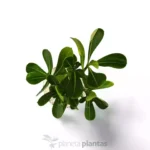 Adenium Obesum - Imagen 4