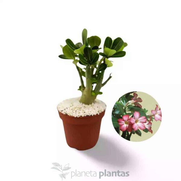 Adenium obesum