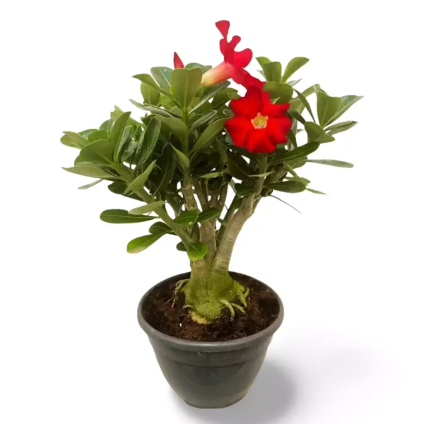 Adenium Rosa del Desierto XXL Rojo