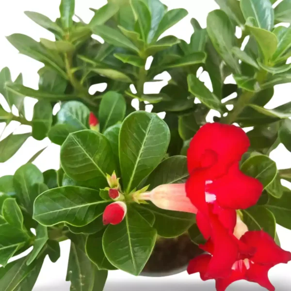 Adenium rojo