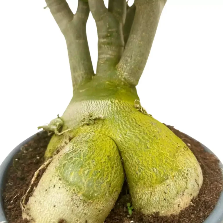 Adenium rosa big 06 1 - Suculentas y Cactus directos del Productor