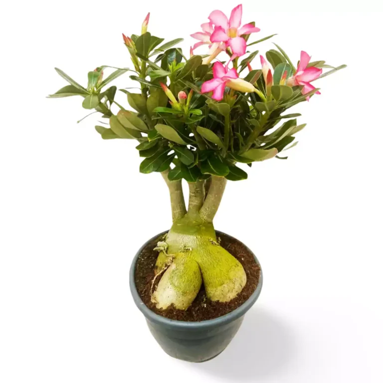 Adenium rosa big ok - Suculentas y Cactus directos del Productor