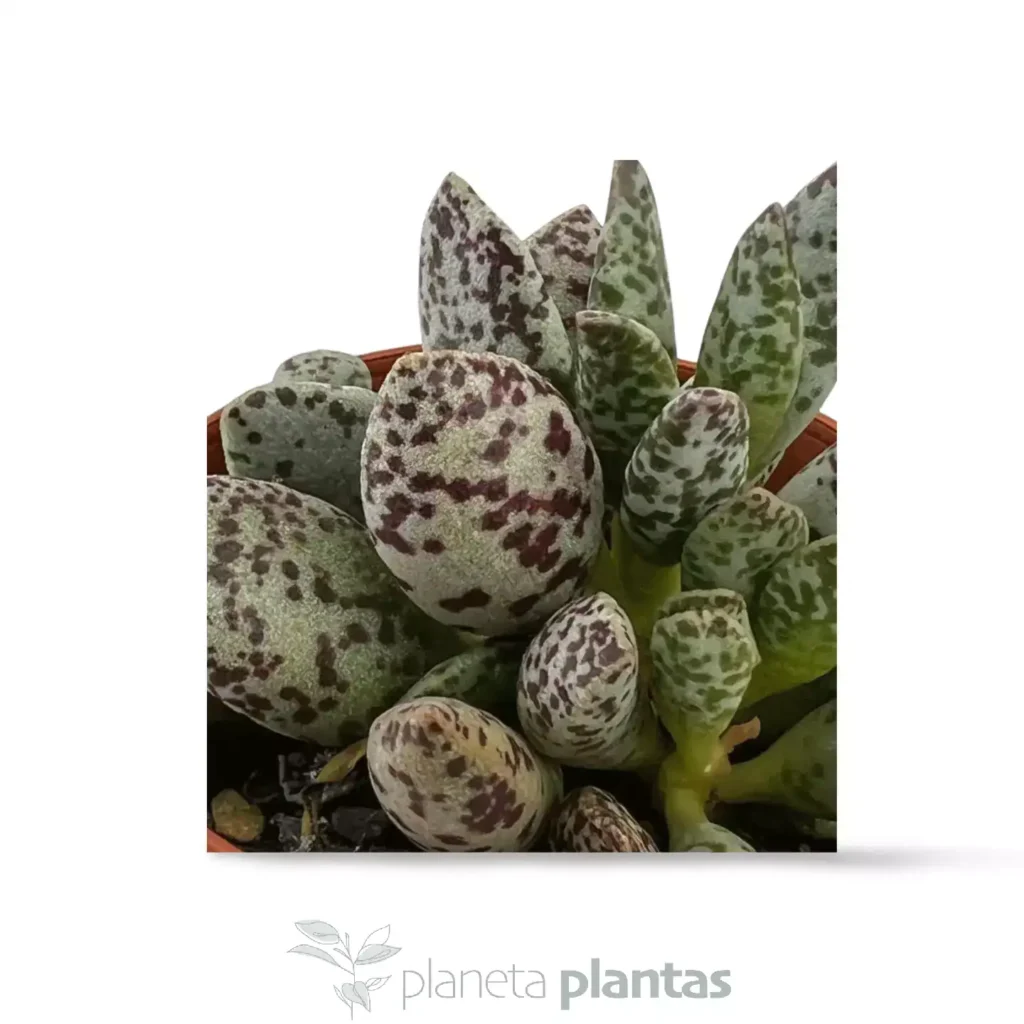 Adromischus cooperi var. festivus 01 - Suculentas y Cactus directos del Productor