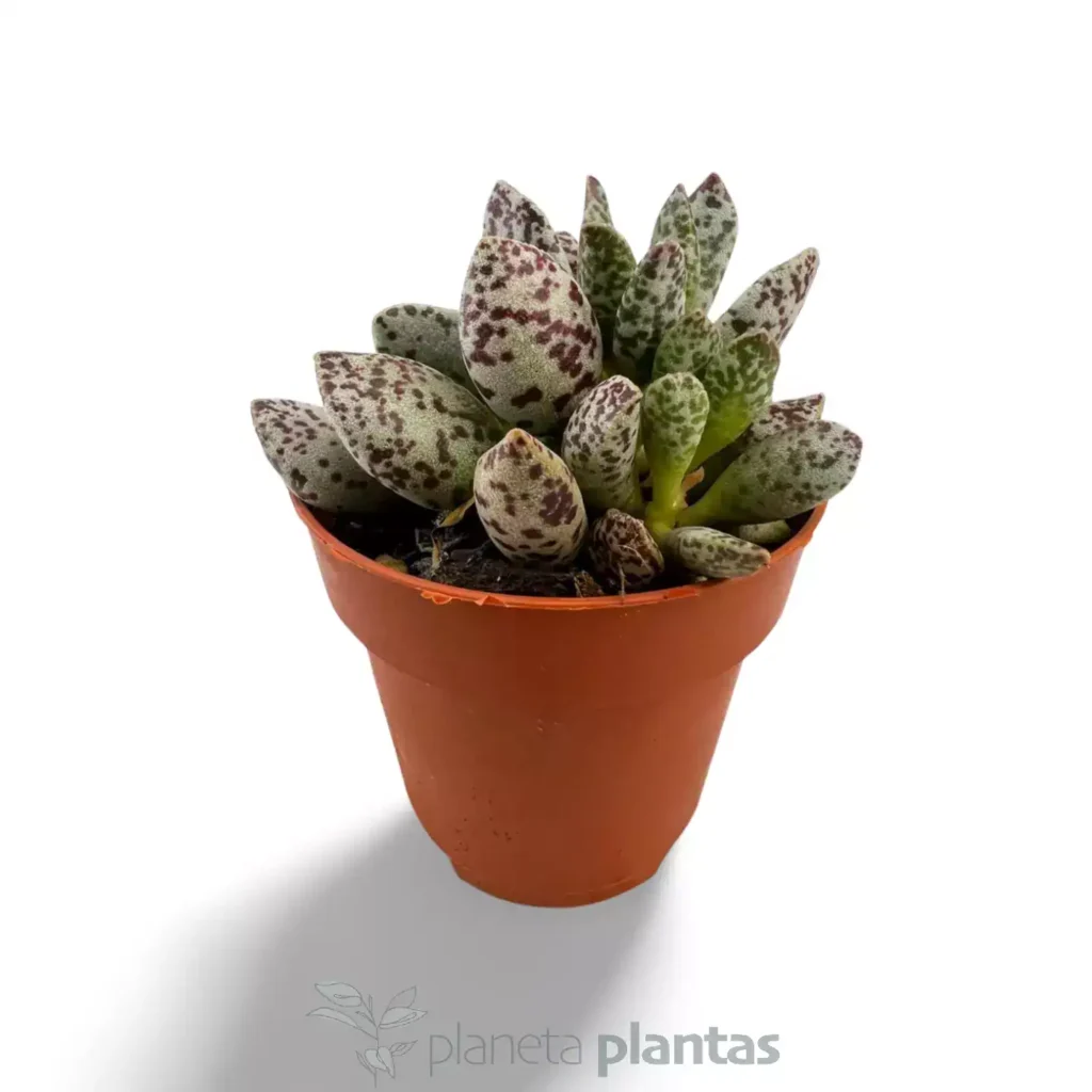 Adromischus cooperi var. festivus 02 - Suculentas y Cactus directos del Productor