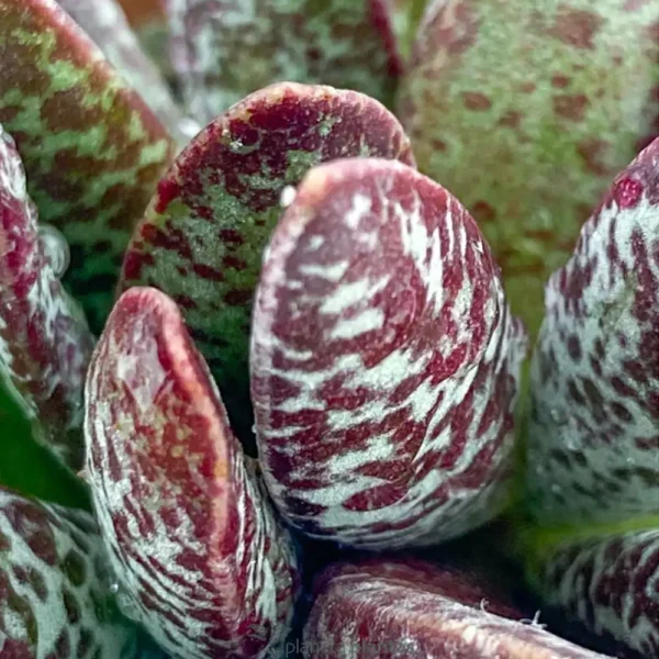 Adromischus maculatus