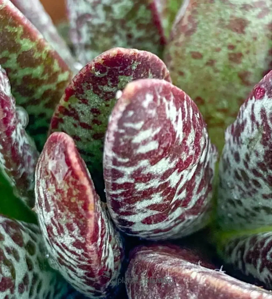 Adromischus maculatus 2 01 - Suculentas y Cactus directos del Productor