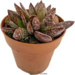 Adromischus Maculatus
