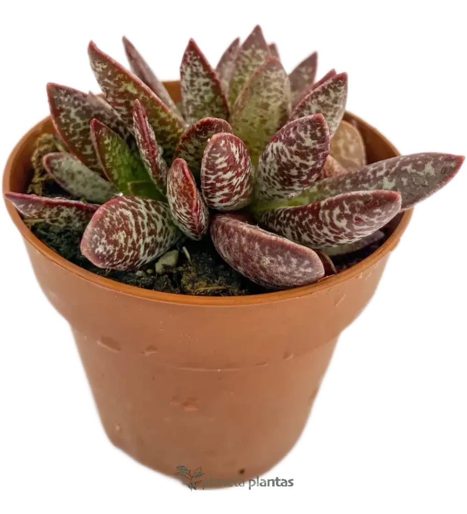 Adromischus maculatus 2 - Suculentas y Cactus directos del Productor