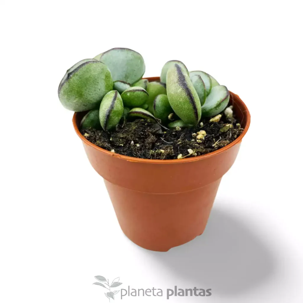 Adromischus subdistichus Makin ex Bruyns - Suculentas y Cactus directos del Productor