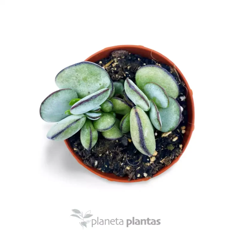 Adromischus subdistichus Makin ex Bruyns 3 - Suculentas y Cactus directos del Productor
