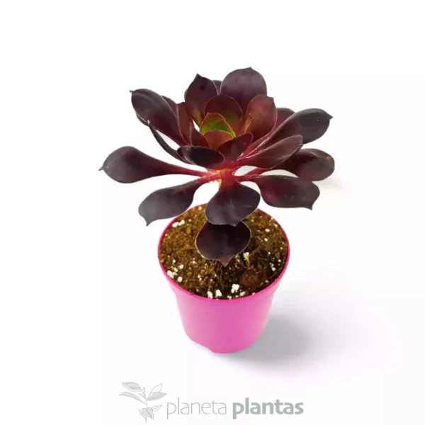 Aeonium arboreum atropurpureum