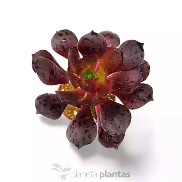 Aeonium Arboreum Atropurpureum
