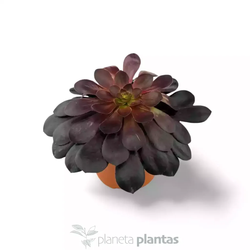 Aeonium Arboreum Rosa Negra 02 - Suculentas y Cactus directos del Productor