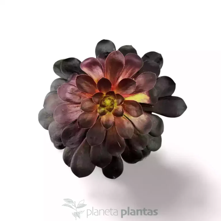 Aeonium Arboreum Rosa Negra 03 - Suculentas y Cactus directos del Productor