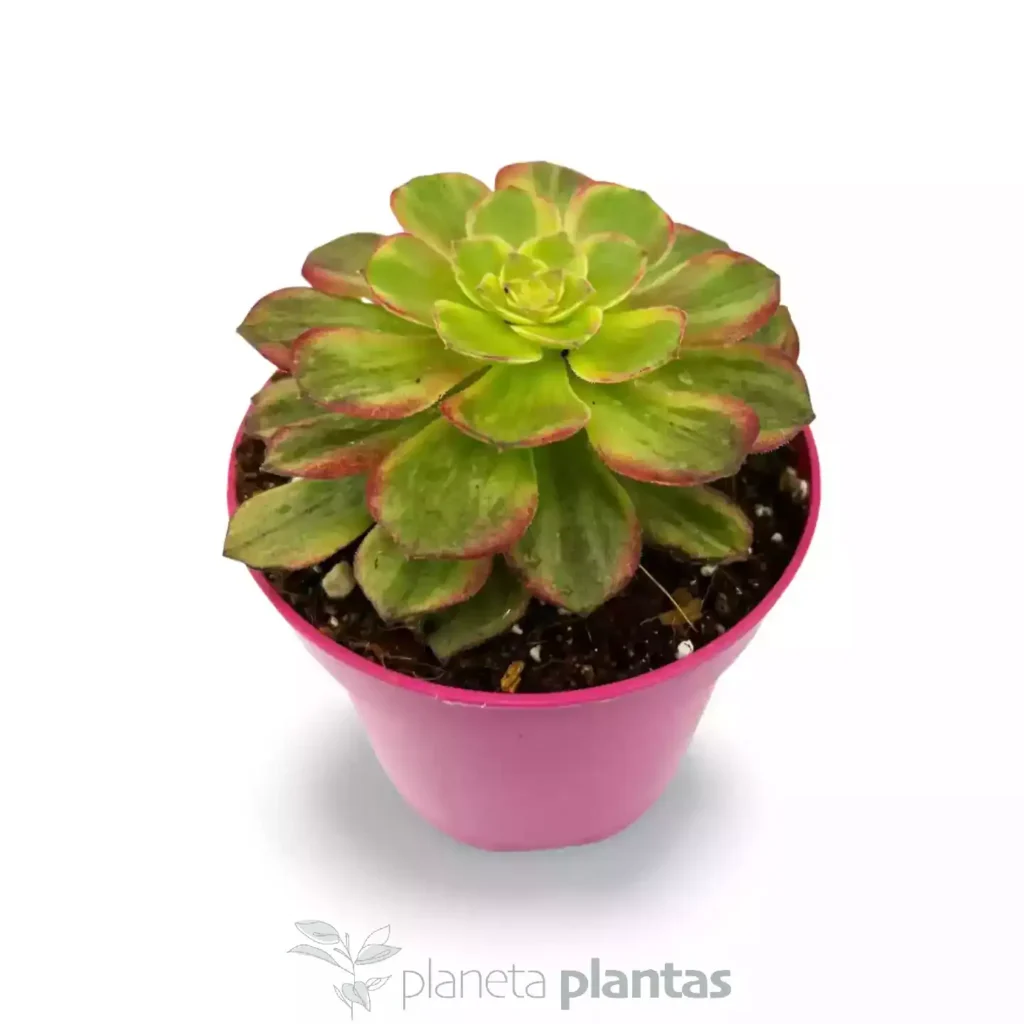 Aeonium Mardi Gras 02 - Suculentas y Cactus directos del Productor