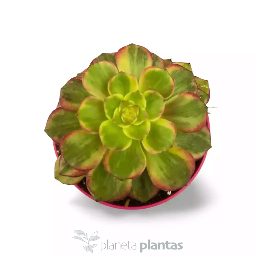 Aeonium Mardi Gras 03 - Suculentas y Cactus directos del Productor