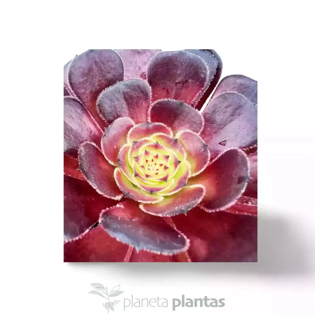 Aeonium Morticia 02 - Suculentas y Cactus directos del Productor