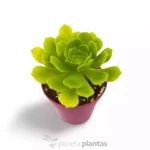 Aeonium Pseudomacrochele - Imagen 2