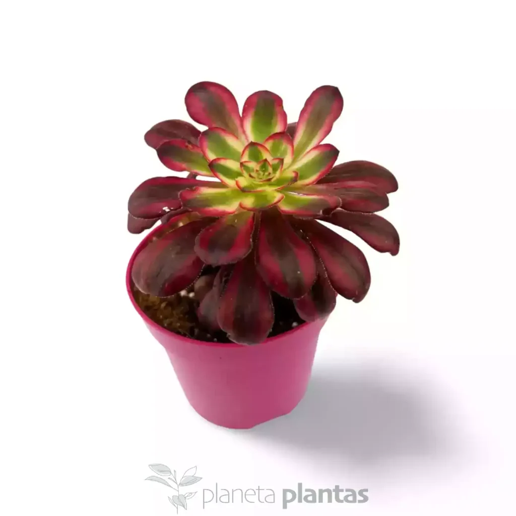 Aeonium Red Garnet Yellow Variegated Vulcan 02 - Suculentas y Cactus directos del Productor