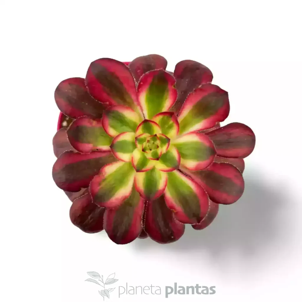 Aeonium Red Garnet Yellow Variegated Vulcan 03 - Suculentas y Cactus directos del Productor