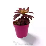 Aeonium Red Garnet Yellow Variegated Vulcan - Imagen 3