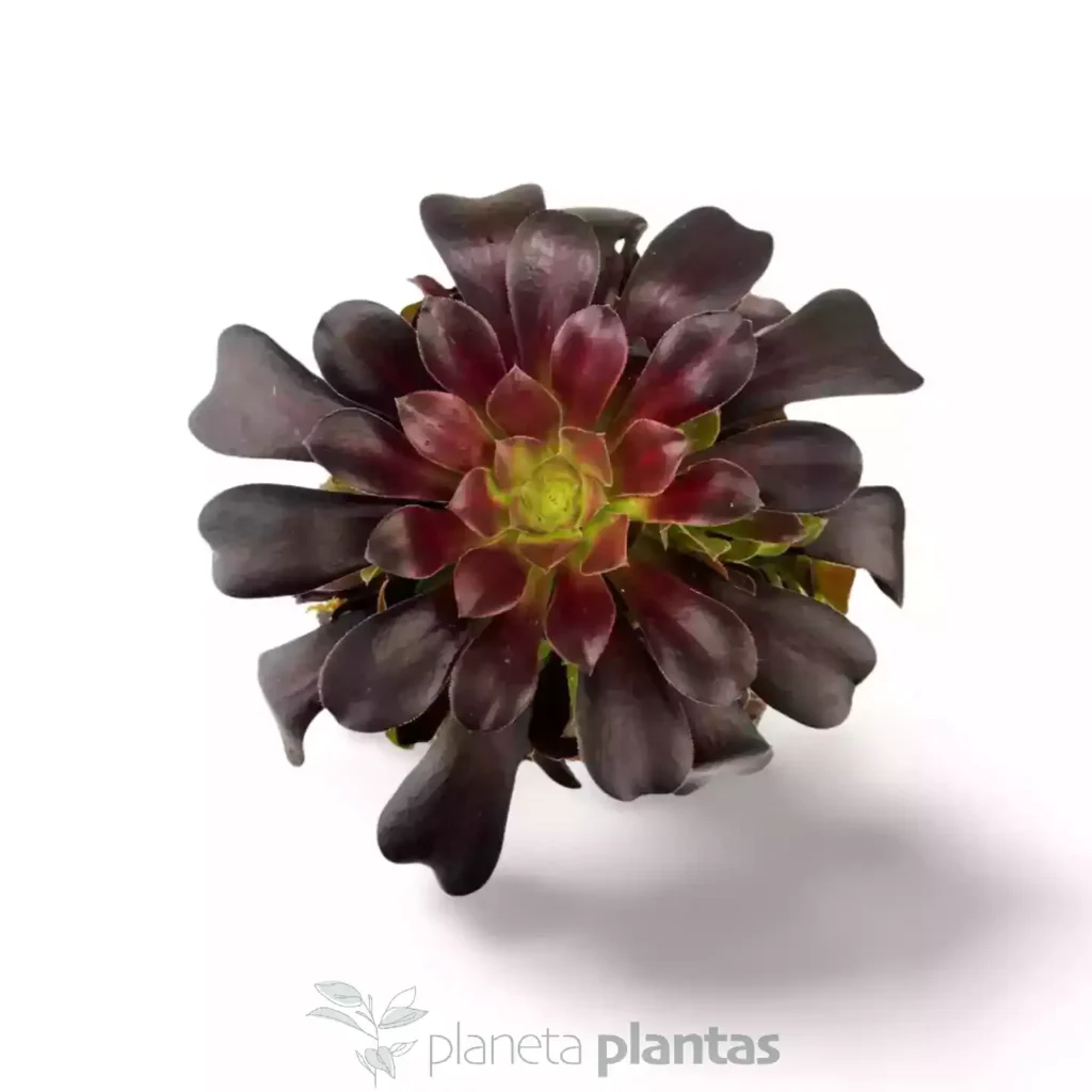 Aeonium Rosa Negra Arbol xxl 03 - Suculentas y Cactus directos del Productor