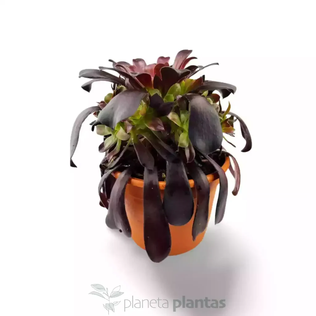 Aeonium Rosa Negra Arbol xxl - Suculentas y Cactus directos del Productor