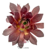 Suculenta Rosa Negra - (Aeonium Zwartkop) - Imagen 2