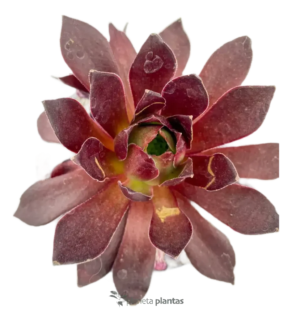 Aeonium Zwartkop 01 - Suculentas y Cactus directos del Productor