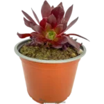 Suculenta Rosa Negra - (Aeonium Zwartkop)
