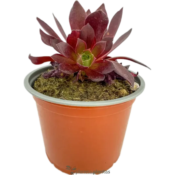 Suculenta Rosa Negra - (Aeonium Zwartkop)