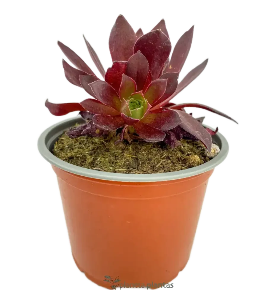 Aeonium Zwartkop - Suculentas y Cactus directos del Productor