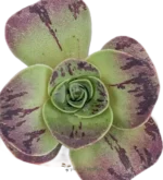 Bea Dorada - (Aeonium Aureum) - Imagen 3