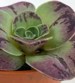 Bea Dorada - (Aeonium Aureum) - Imagen 2