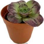 Bea Dorada - (Aeonium Aureum)