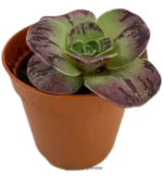 Bea Dorada - (Aeonium Aureum)