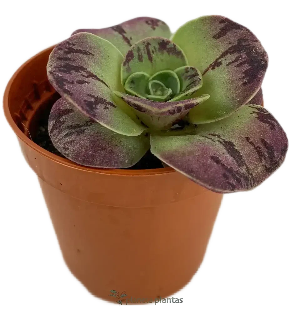 Aeonium aureum - Suculentas y Cactus directos del Productor