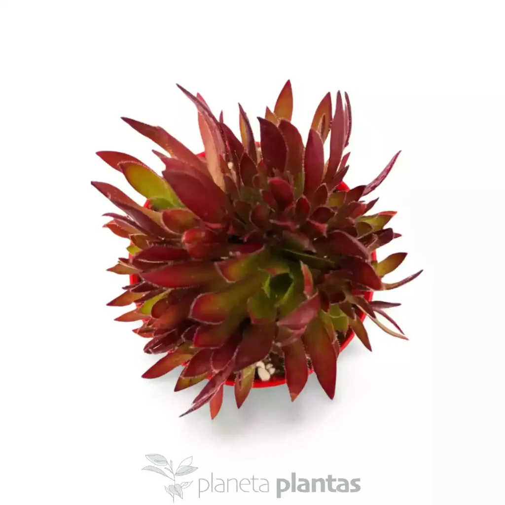 Aeonium firecrackers 03 - Suculentas y Cactus directos del Productor