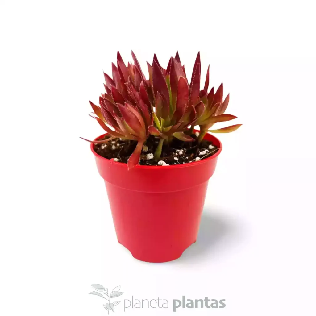 Aeonium firecrackers 05 - Suculentas y Cactus directos del Productor