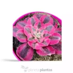 Aeonium Pink Witch3 - Imagen 4