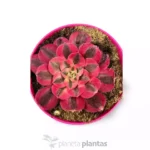 Aeonium Pink Witch3