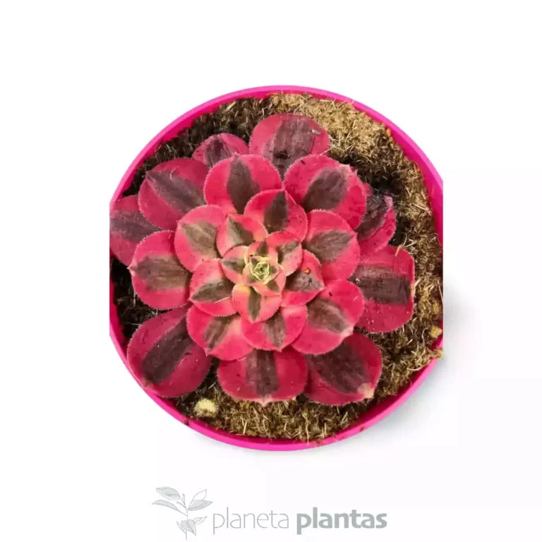 Aeonium pink witch 03 - Suculentas y Cactus directos del Productor