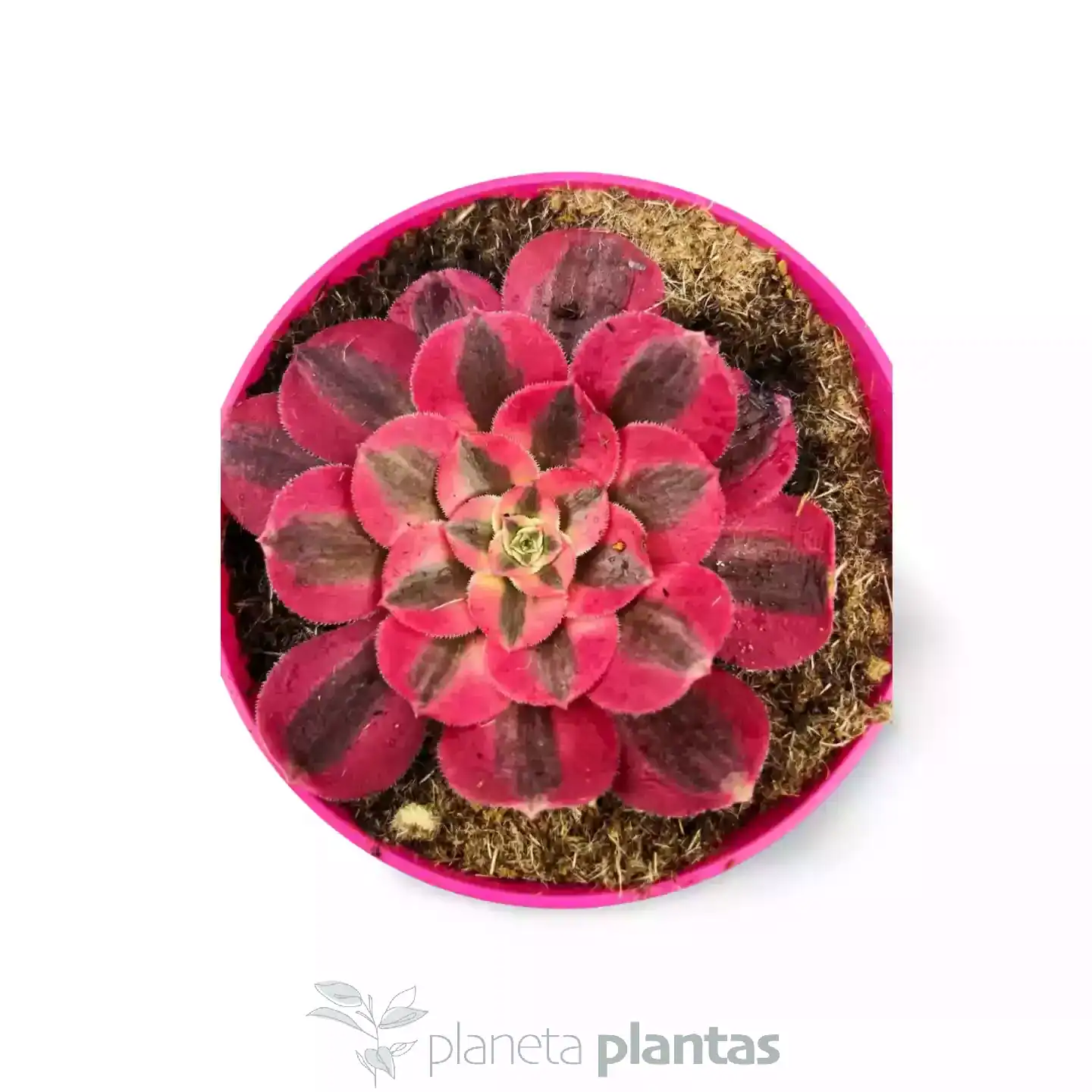 Aeonium-pink-witch-03.webp Aeonium Pink Witch3 - Imagen 1