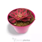 Aeonium Pink Witch3 - Imagen 2